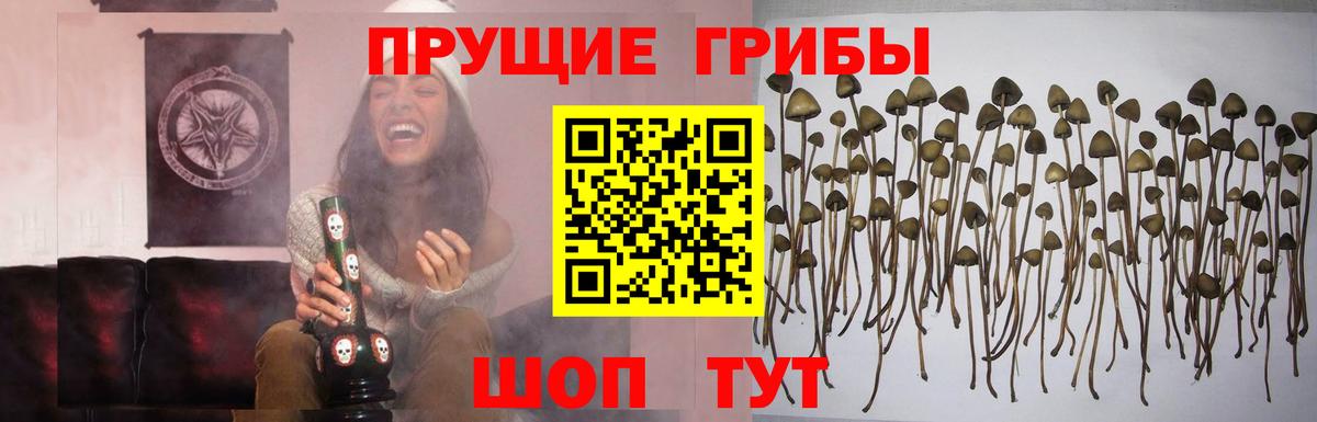 Донецк  Галлюциногенные грибы прущие грибы  Вход с VPN 